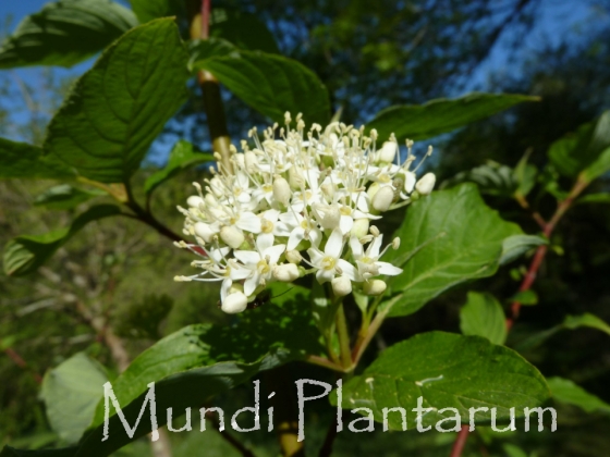 Cornus bretschneideri Mundi Plantarum